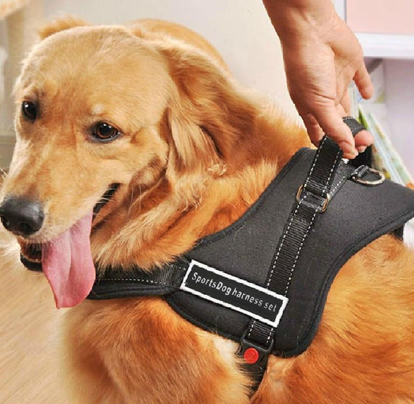 Dog Walking Harness