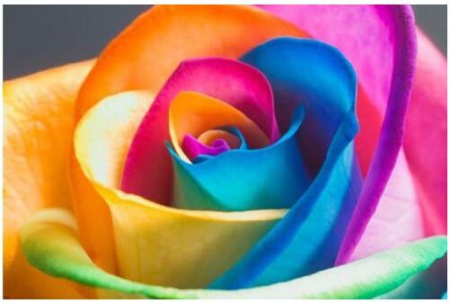 Rainbow Roses