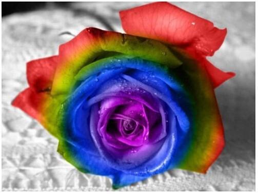 thumbnail image 2 of 25 Rare Rainbow Rose Seeds – Hybrid Tea Perennial – USA Seller With Tracking – Ready To Plant 2 of 4