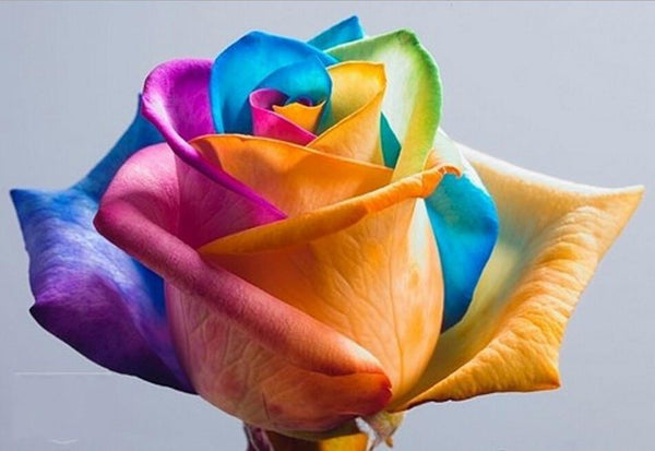 black rainbow rose seeds Ultra-Rare Rainbow Rose Seeds